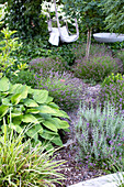 Lavender (Lavandula) and funkia (Hosta) in the garden