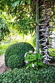 Spherical boxwood and hydrangeas; wisteria and flotsam and jetsam as decoration