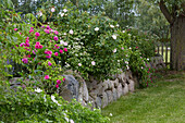 Stone wall in a natural garden in front of rose bushes, Germany