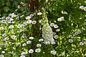 Flowers of the Feverfew (Tanacetum parthenium) and foxglove (Digitalis) in the nature garden, Germany