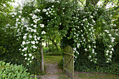 Garden gate framed by climbing roses (Rosa), Germany