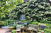 Climbing hydrangea at the farmhouse, patio in the foreground, Schleswig-Holstein, Germany