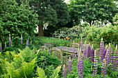 Garden seat between lupines (Lupinus) and ferns, Germany