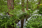 Sumpfzypressen und Bärlauch an einem Graben im Botanischen Garten, Rostock, Mecklenburg-Vorpommern, Deutschland