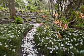 Lily of the valley tree blossoms on a garden path, Botanical Garden, Rostock, Mecklenburg-Western Pomerania, Germany