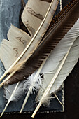 Close up of various feather