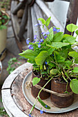 Rusty metal tins with spring navel nuts (Omphalodes verna) on a wooden chair