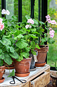 Geraniums (Pelargonium) in terracotta pots