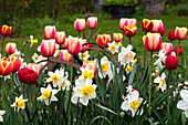Tulips (Tulipa) and daffodils (Narcissus) in the spring garden, with old metal frame