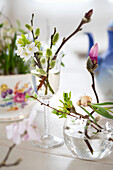 Magnolia blossoms, cherry blossoms and spring branches in various glasses