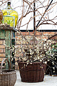 Flowering sloe branches, blackthorn (Prunus spinosa) in a basket on the patio