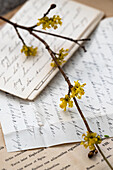 Flowering branch of cornelian cherry (Cornus mas) on handwritten vintage letters, still life