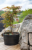 Japanese maple (Acer japonicum) in the planter on the terrace