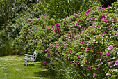 Hedge of beach roses (Rosa rugosa) and garden bench