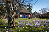 Crocus blossom in the front garden, thatched house in the background, Mecklenburg-Western Pomerania, Germany