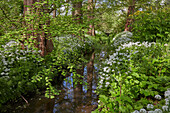 Bald cypress and wild garlic blossom, Botanical Garden Rostock, Mecklenburg Vorpommern, Germany