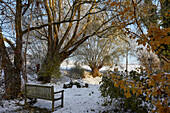 Landscape garden with old willows at garden pond in winter, Germany