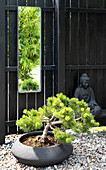 Bonsaibaum, Buddhafigur und schwarzer Holzzaun