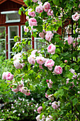 Pink flowering roses 'Constance Spry'