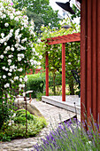 Blick am gepflasterten Gartenweg entlang zu weiß blühenden Rosen und zur Terrasse