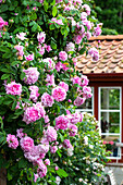 Rose 'Ispahan' (Rosa) im Garten
