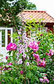 Delphinium Highlander Moon Light and Rose 'Rosa Mundi' in the garden