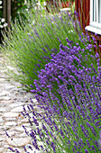 Lavender along the garden path