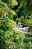 Kletterhortensie (Hydrangea) im Garten