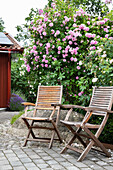 Seating in front of rose bushes (cultivars: 'Ispahan' and 'Maidens Blush')