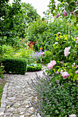 Rose 'Martin Frobischer' and catnip along the paved garden path