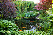 Garden pond with koi fish and aquatic plants
