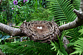 Bird's nest with eggs surrounded by ferns