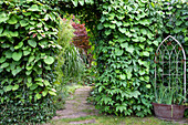 Garden path with green arch and decorative iron railing