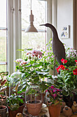 Potted plants by the window