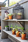 Decorative plants and birdcage on a wooden shelf in an urban garden