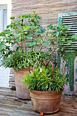 Potted plants on wooden terrace with antique shutters in the background