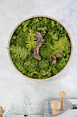 Vertical garden with ferns and moss in a round frame