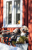 Dog on snowy terrace in front of red house with window