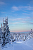 Snow-covered landscape with fir trees at sunset in winter