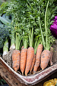 Freshly harvested carrots and vegetables
