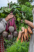 Harvested beetroot and carrots held in hands