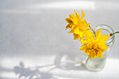 Vase with bright yellow daffodil flowers on a light background