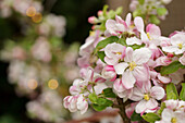 Apple tree in flower