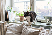 Katze auf Fensterbank in einem Wohnzimmer mit Zimmerpflanzen und Kissen
