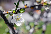 Flowering plum tree in spring
