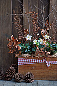 Christmas roses with dried beech, fern and larch twigs in an old wooden box
