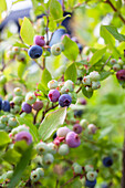 Growing blueberries in garden