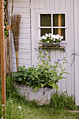 White garden door with flower box and wash tub with perennials