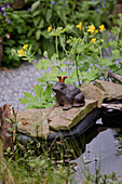 Gartenteich mit Froschfigur und Hahnenfuß