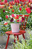 Bunter Tulpenstrauß (Tulipa) auf rotem Stuhl im Frühlingsgarten